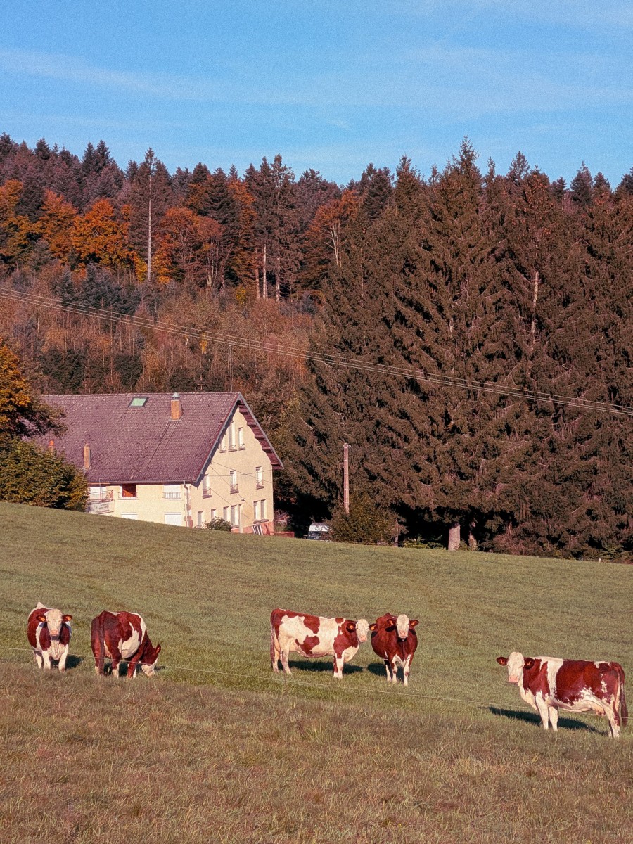 Une ferme vosgienne en lisière de forêt, à côté du centre